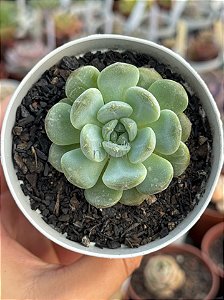 Echeveria pomegranate (NOVIDADE)