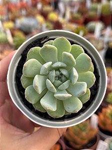 Echeveria pomegranate (NOVIDADE)