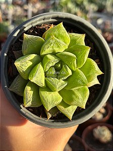 Haworthia cuspidata