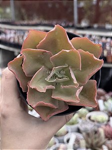 Echeveria curls