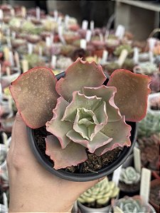 Echeveria curls