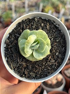 Echeveria lovely rose variegata (NOVIDADE)