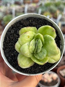 Echeveria ice rose variegata (NOVIDADE)