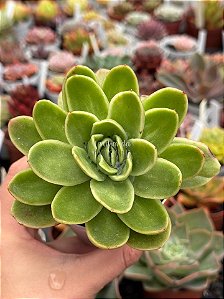 Echeveria ice rose variegata (NOVIDADE)