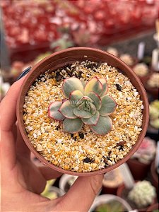 Echeveria moon goddess yellow variegata