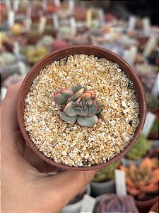 Echeveria moon goddess yellow variegata