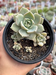 Graptoveria titubans (colônia)