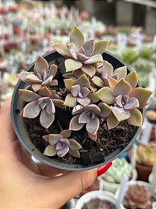 Graptoveria douglas huth (colônia)