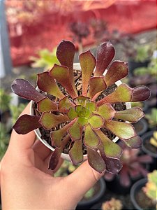 Aeonium arboreum ‘atropurpureum’