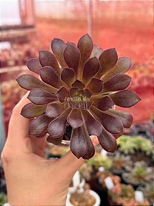 Aeonium arboreum ‘atropurpureum’
