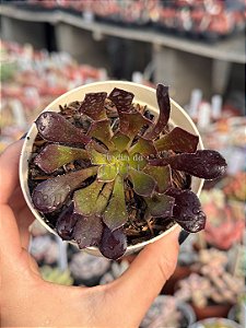 Aeonium arboreum ‘atropurpureum’