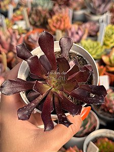 Aeonium arboreum ‘atropurpureum’ (sem raiz)