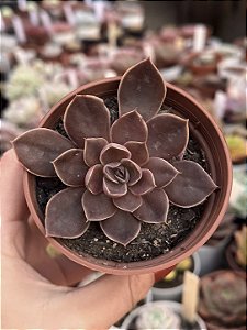 Echeveria rosularis