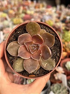 Echeveria rosularis