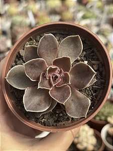 Echeveria rosularis