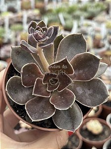 Echeveria rosularis