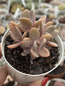 Pachyveria opal moon (colônia)