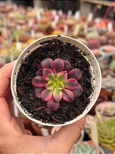 Aeonium medusa P