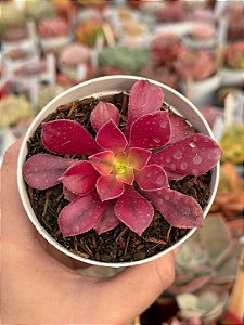 Aeonium medusa P (sem raiz)