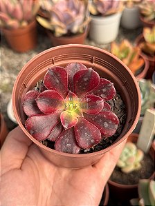 Aeonium medusa P