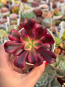 Aeonium medusa P