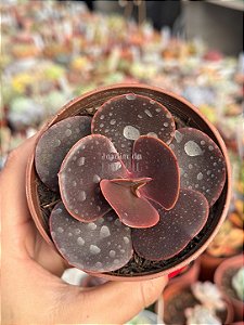 Echeveria mahogany ( sem raiz)