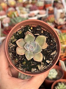 Graptoveria Mrs Richard’s