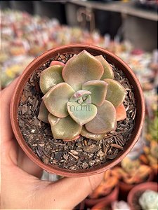 Graptoveria mrs richard’s
