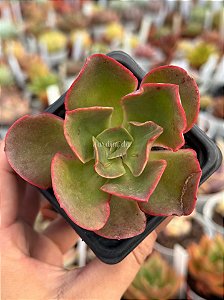 Echeveria kakurei