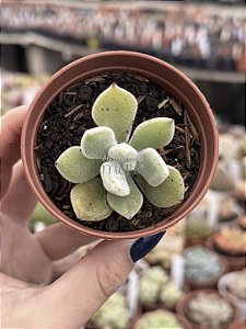 Echeveria pulvinata frost