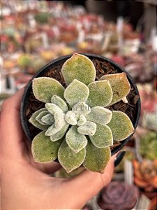 Echeveria pulvinata frost