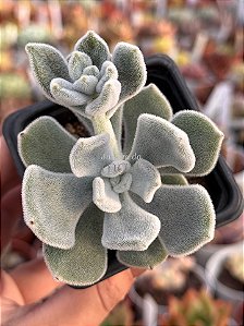 Echeveria pulvinata frost