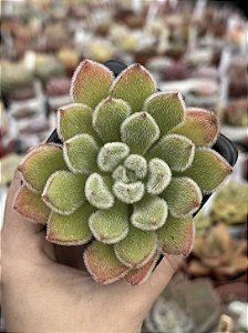 Echeveria doris taylor