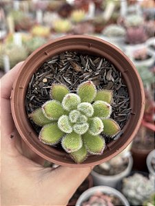 Echeveria doris taylor