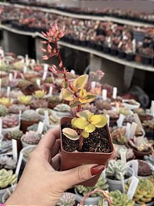 Crassula sarmentosa variegata