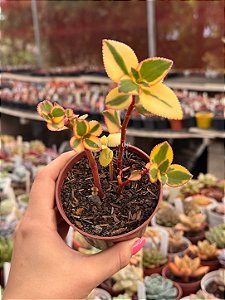 Crassula sarmentosa variegata