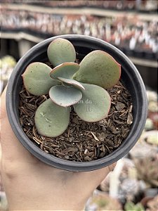 Echeveria Júlia Áurea reversa