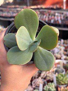 Echeveria Júlia Áurea reversa