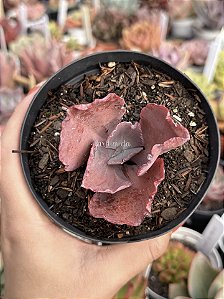 Echeveria Monalisa com carúnculas