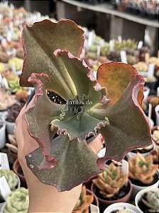 Echeveria dick wright