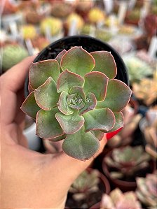 Echeveria 045