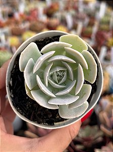 Echeveria runyonii san carlos