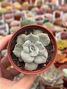 Echeveria red marble variegata