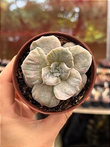 Echeveria red marble variegata
