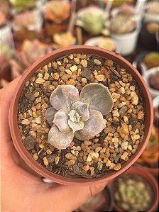 Echeveria red marble variegata