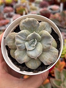 Echeveria red marble variegata