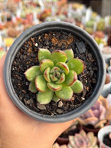 Echeveria agavoides fantasy (importada)