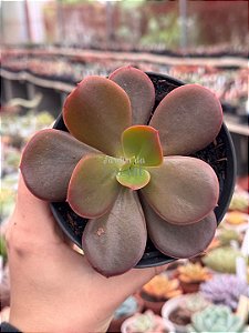 Echeveria prima donna