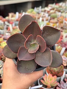 Echeveria prima donna