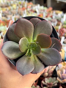 Echeveria prima donna